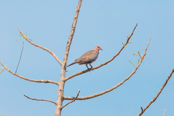 Laughing dove perched on a tree