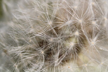 Fototapeta na wymiar dandelion seed head