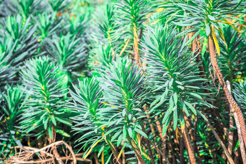 Evergreen plant, euphorbia characias in Regent's Park of London