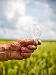 Farmer's hand keep lamp in green wheat field.