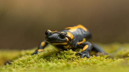 Fire salamander (Salamandra salamandra) on moss, macro shot