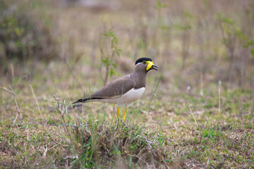 Yellow wattled lapwing wandering in open grass field