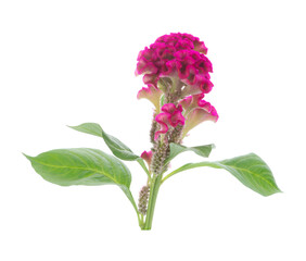 Cockscomb flower isolated on white