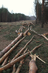 Environment, nature and deforestation - cutting down and felling of trees in a forest