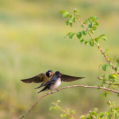 Bird Barn Swallow Hirundo rustica in flight