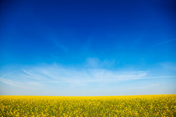 Naklejka premium Rapeseed field and clouds in sky