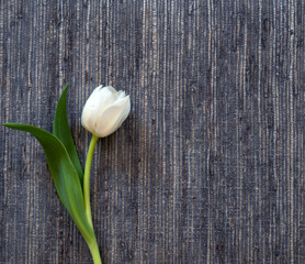 White tulip on dark background.