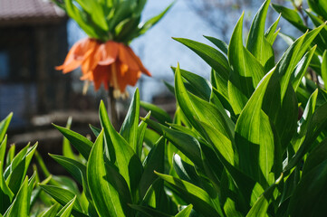 Easter lily (Lilium longiflorum) is orange. Beautiful lily flower blooms in the garden on a background of green leaves. Image of a plant blooming orange tropical tiger lily flowers.