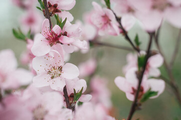 Blossoming peach tree branches, the background blurred. Peach blossom in spring. branches in full bloom.
