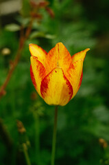 Background of yellow tulips in the garden, diffused focus. Beautiful natural background, place for text. Group of colorful tulip in spring park.