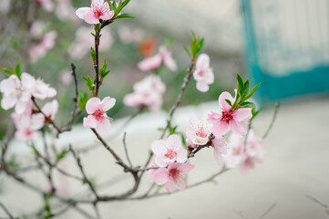 Blossoming peach tree branches, the background blurred. Peach blossom in spring. branches in full bloom.