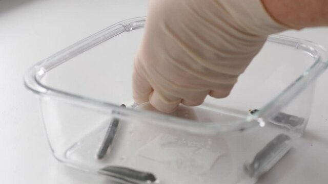 Medicinal leeches are crawling in a glass bowl. Doctor takes the leech and puts it into syringe for starts procedure. High quality 4k footage