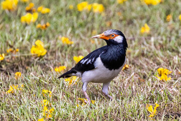Pied myna or Asian pied starling or Gracupica contra ground perched in natural