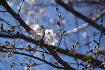 桜