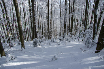 Fototapeta premium Trees covered with snow in the winter forest