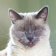 ortrait of a Thai cat, which funny squeezed his eyes and stuck out the tip of his tongue