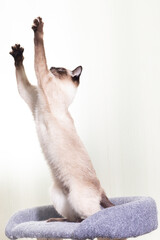 The Thai Siamese cat sits on its hind legs and stretches up with its two front paws