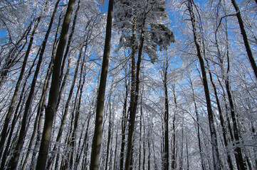 Fototapeta premium Trees covered with snow in the winter forest