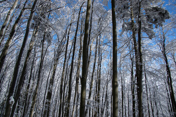 Trees covered with snow in the winter forest