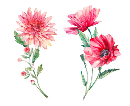 Watercolor wildflowers artwork. Hand painted poppies and daisy flower isolated on white background. Botanical illustration