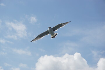 空を飛ぶ野鳥