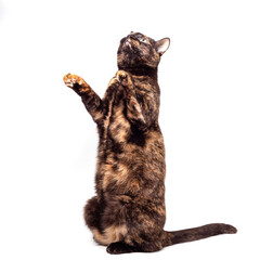 A mottled tortoiseshell cat sits comically on its hind legs and raises its front paws.
