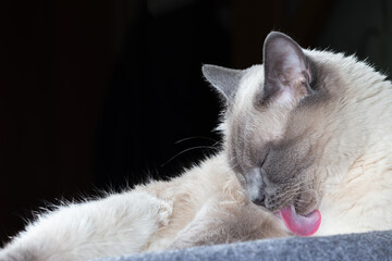 Portrait of a Thai cat, it washes its front paw and sticks out its pink tongue
