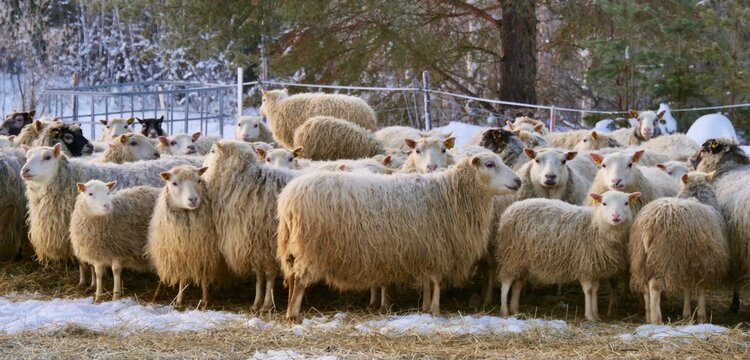 Sheep walking in snow at a farm
