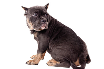 Obraz premium A puppy of the American Bully breed of the tricolor color. A newly created companion dog breed in the United States.