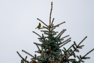 a greenfinch - chloris chloris -perched on a silver fir on a rainy day