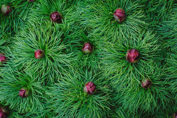 Narrow-leaved peony-a kind of rare endangered plants listed in the red book. Blood drop magenta peony spring vivid flower bud. A bush of flowers Paeonia tenuifolia blooms in the garden, top view.