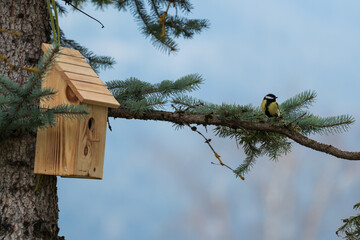 a great tit, parus major, at a wood bird house for nest building