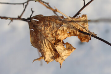 dry foliage on an oak branch