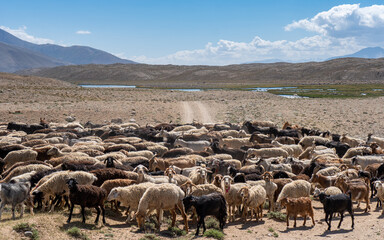 sheep on road Pamir Tajikistan