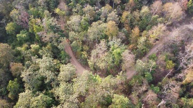 Dirt road covered with trees In Khun Chang Kian Chiang Mai