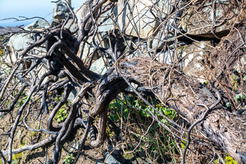 Aftermath of Gorse Fire, Ireland