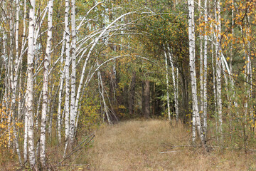 birches bent in the form of an arch over the overgrown road. entrance to the forest