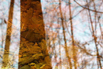reflection of a tree in the water