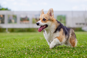 The welsh corgi dog runs in the grass