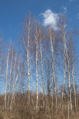 Young birch trees early in the world against the background of blue sky and white clouds
