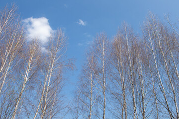 Birch grove in early spring against the background of blue sky and white clouds