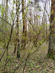 Spring forest. 
Elk Island, Moscow. 20.04.2021 