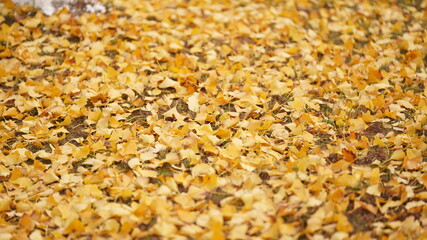 The ground fully covered by the dropped colorful autumn leaves on it in autumn