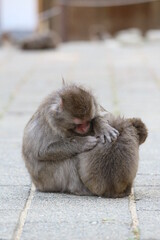 ニホンザルの親子