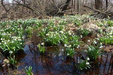 reflection of snowdrops in the water