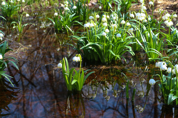 reflection of snowdrops in the water