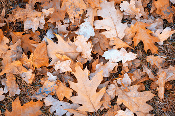 Dry yellow fallen maple leaves. Autumn background