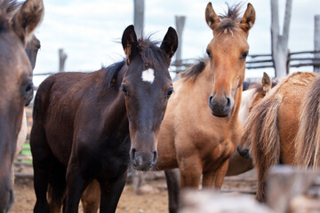 Fototapeta na wymiar Foals in the paddock on the farm. Concept Animal Husbandry, Agriculture, Horses, Farm