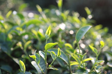 Green tea leaves in a tea plantation Closeup, Top of Green tea leaf in the morning