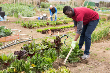 Focused African American working with hoe in kitchen garden, hoeing soil on vegetable rows..